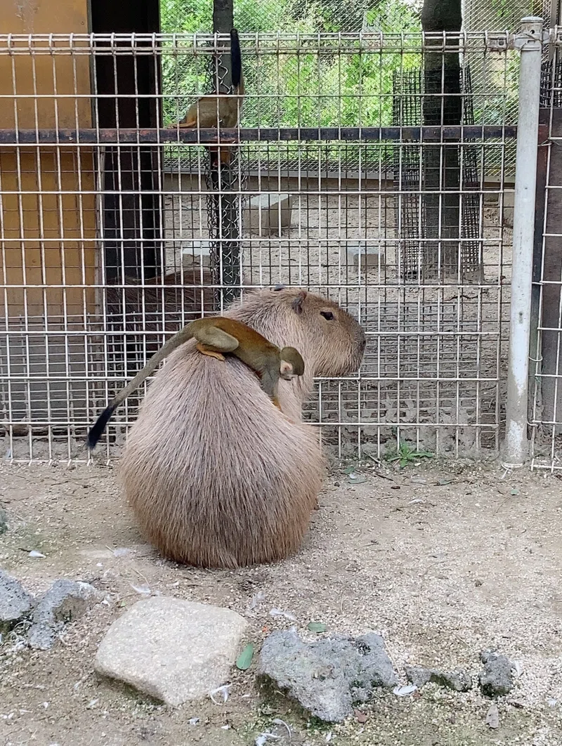 東武動物公園に行ってきました Pesopeso37 Note