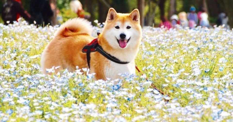 ハキハナハーネスの評判は 大型犬や柴犬にもおすすめって本当 ろかく Note