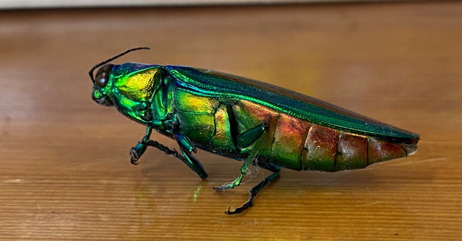 a0804216b66ea64665f45a76173d76