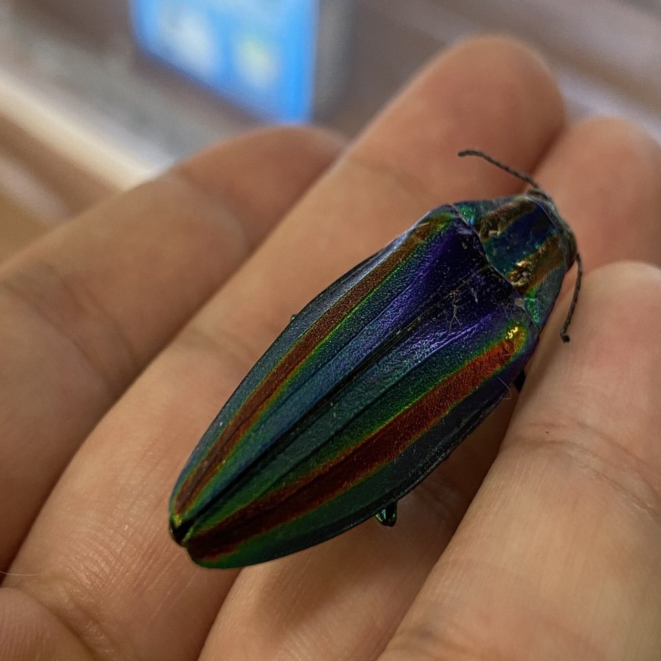 虹色光沢が美しい ヤマトタマムシを捕まえた｜Noriaki Kawanishi