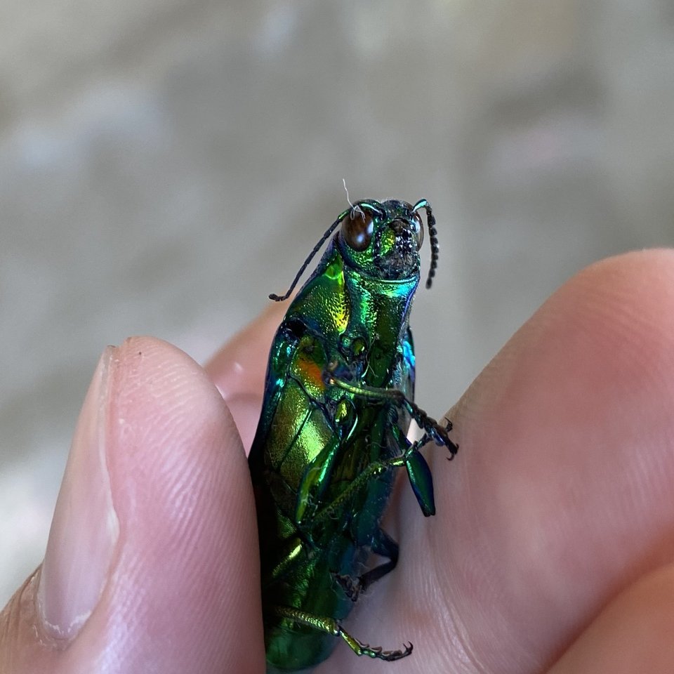 虹色光沢が美しい ヤマトタマムシを捕まえた｜Noriaki Kawanishi