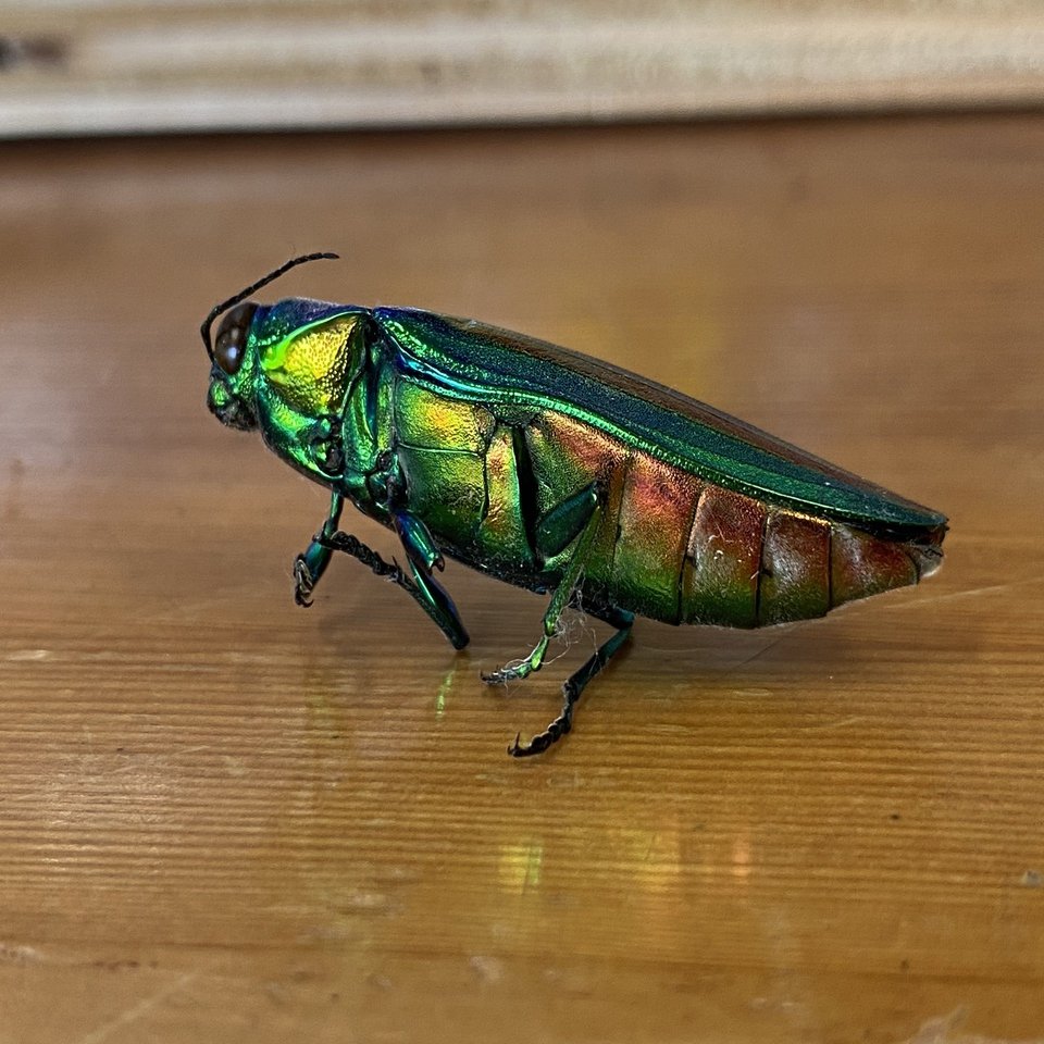 虹色光沢が美しい ヤマトタマムシを捕まえた｜Noriaki Kawanishi