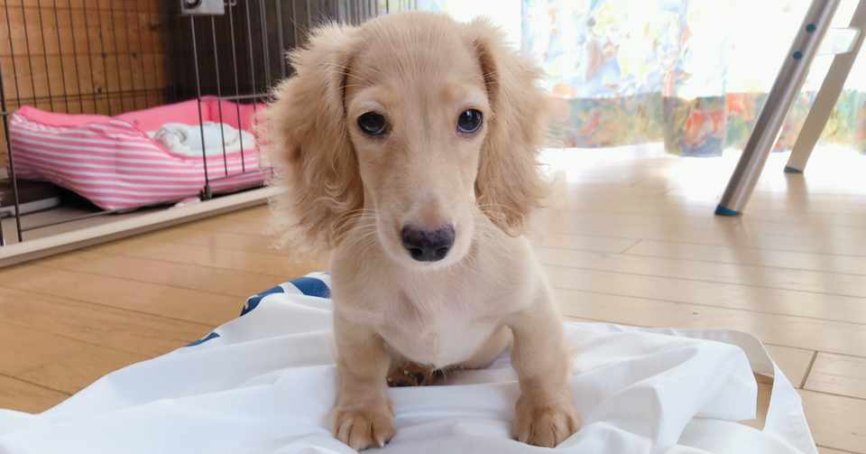 我が家の愛犬 ひなちゃん ユウ Note