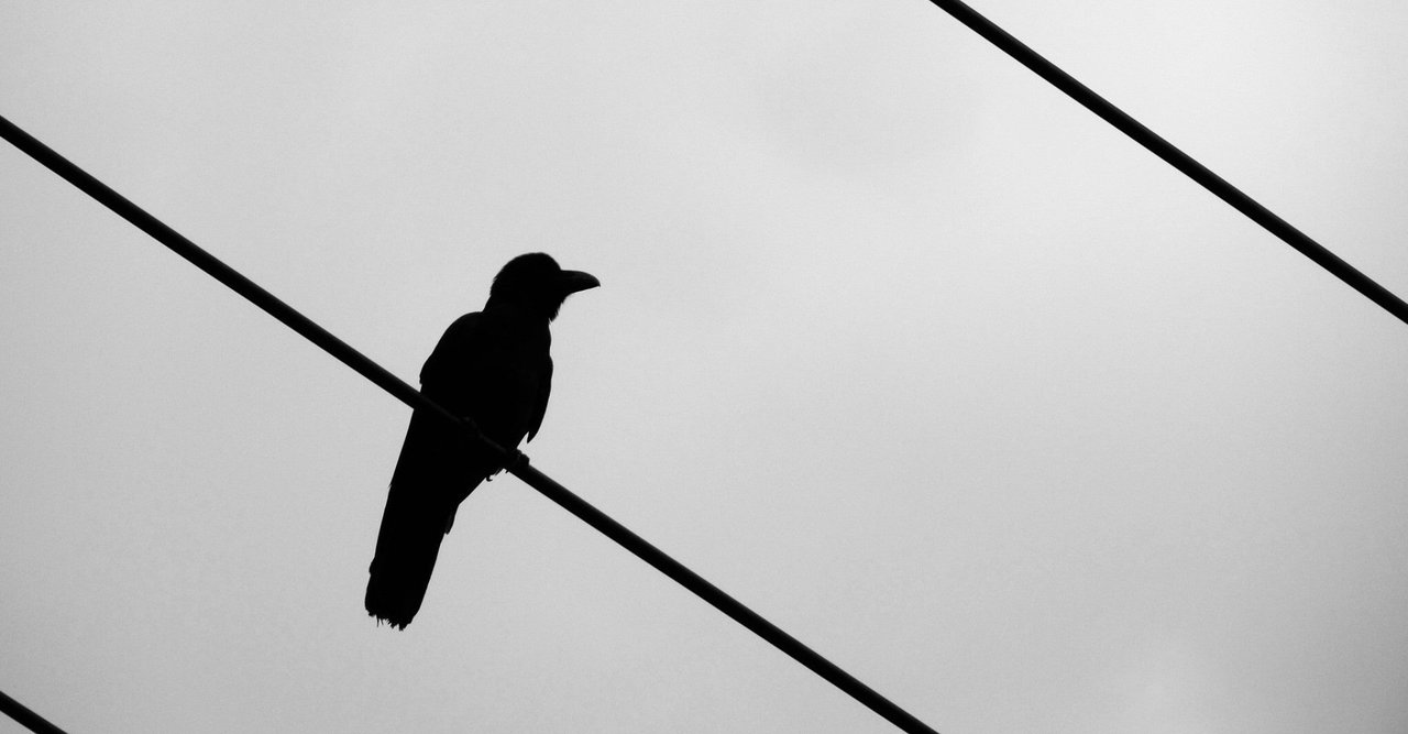 回数 カラス 鳴き声