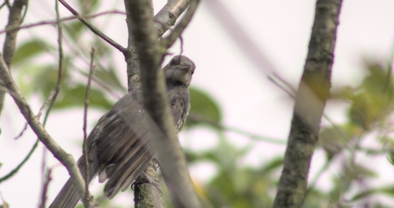 鳥類の視野角 の新着タグ記事一覧 Note つくる つながる とどける