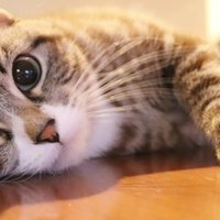 猫のブロードラインはamazon 楽天で買える ミカリン Note
