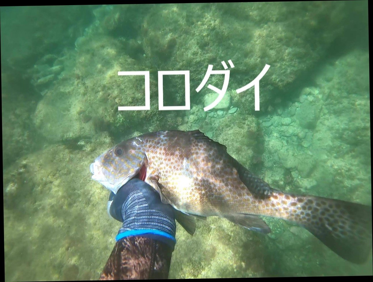 コロダイ突いてきた コロダイも自らモリに寄ってくる しまこ Note コロダイ突いてきた コロダイも自らモリに寄ってくる しまこ Note