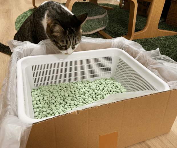 世にも不思議な猫世界 作者koririさんと 被災地で生まれた猫との暮らし 日々を快適に いざというときは守りたい いい部屋ペット いい部屋ネット 公式 Note