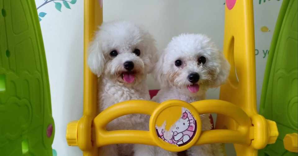 見つけた 犬がベッドでおしっこしなくなる方法 トイプードルと筋トレに救われたアラサー Note