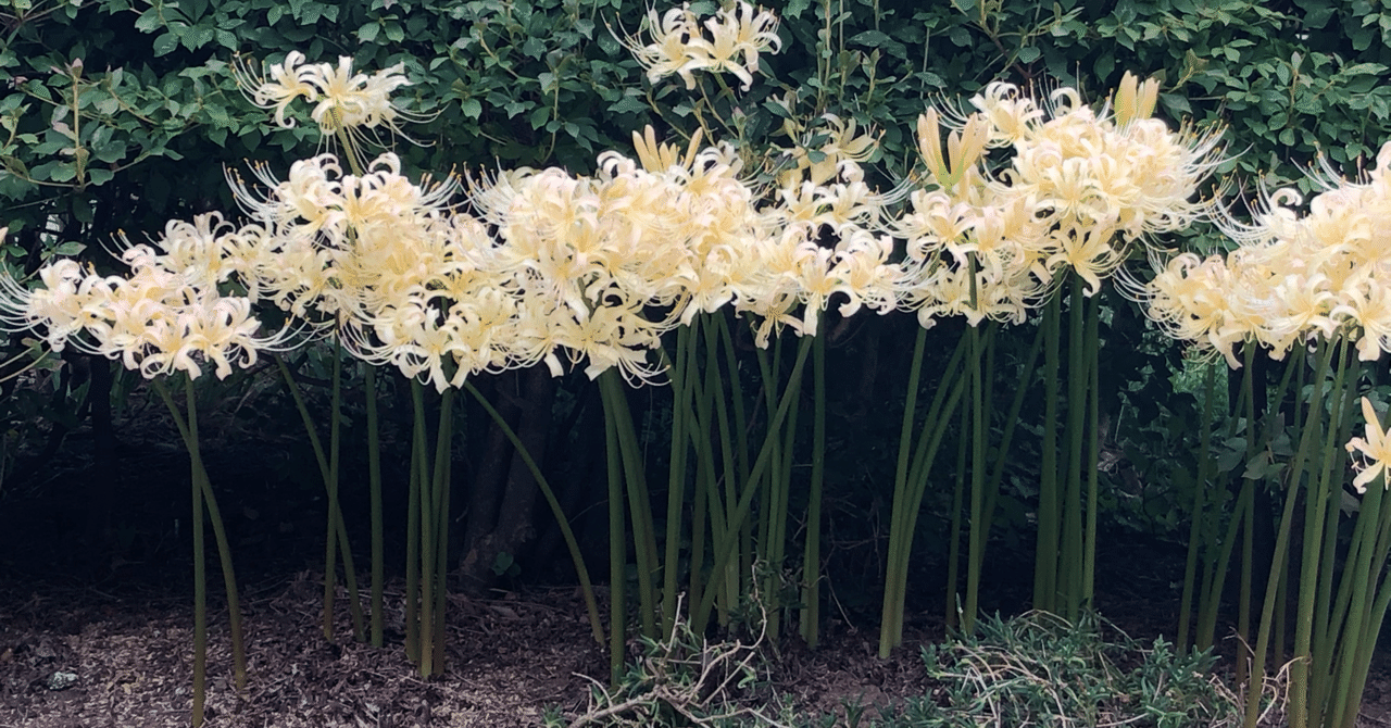 思い出の花 未来の花 Maa Note 思い出の花 未来の花 Maa Note