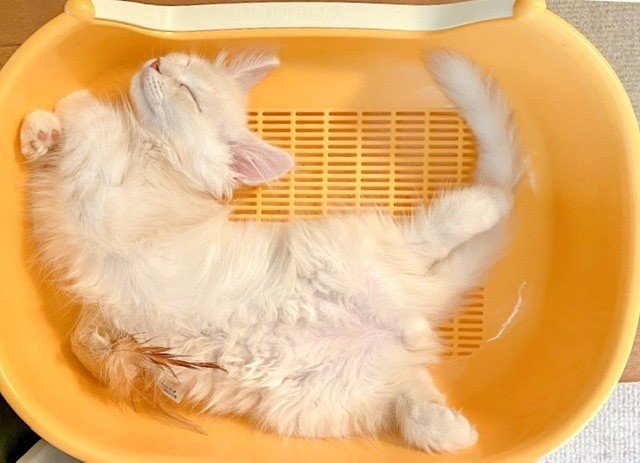 猫について｜natsu｜note