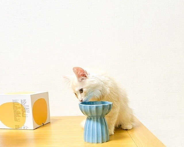 猫について|natsu|note