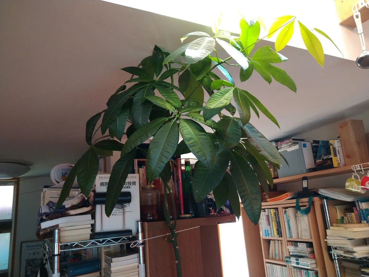 画像6