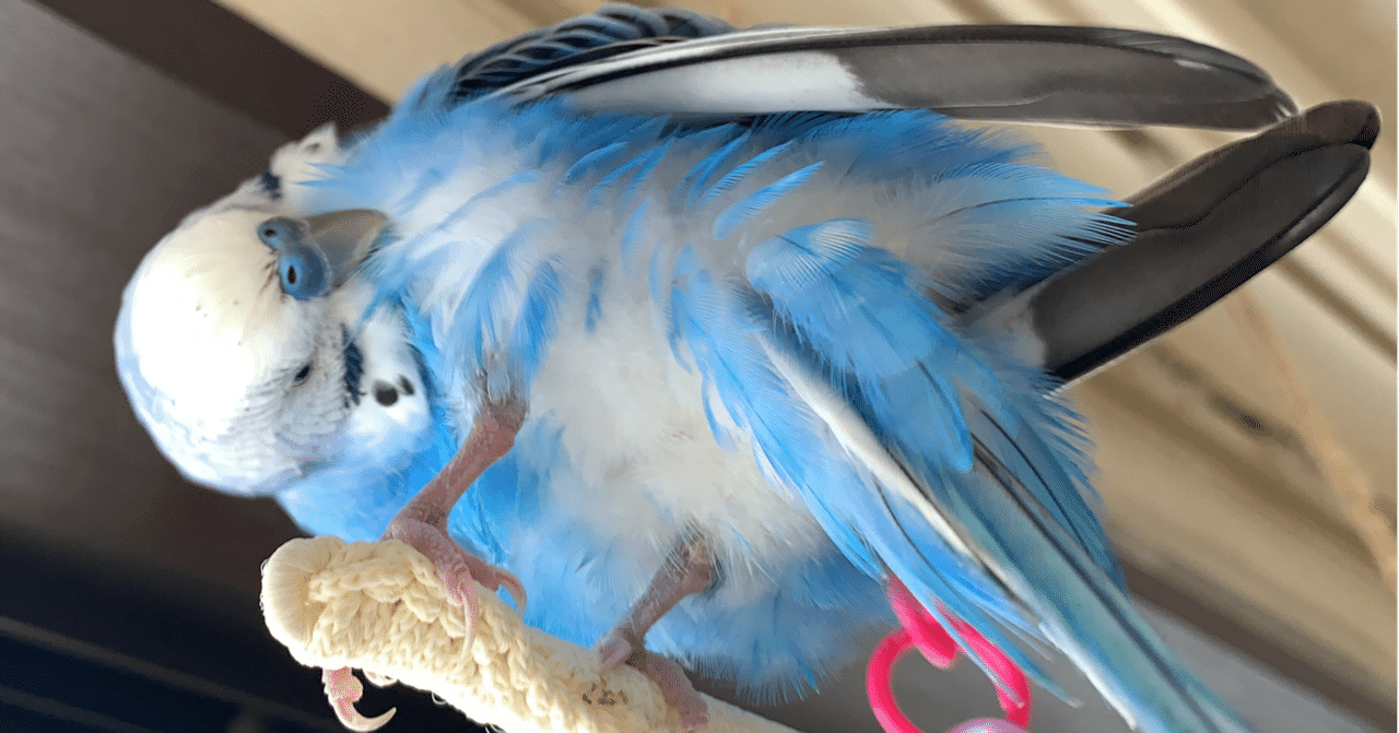 お別れが辛すぎて新しいコをお迎え出来ない方について思うこと インコまるけ Note お別れが辛すぎて新しいコをお迎え出来ない方について思うこと インコまるけ Note