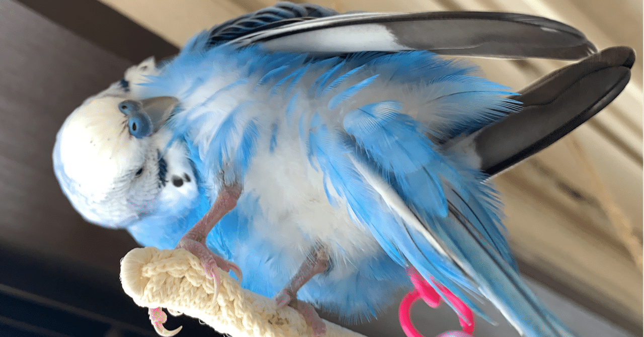 お別れが辛すぎて新しいコをお迎え出来ない方について思うこと インコまるけ Note