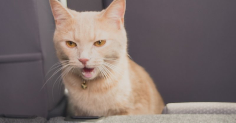 猫になる 8 ドライブは好きじゃない Ryosuke ねこ絵本 Note