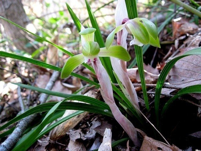 ランは 被子植物の単子葉類に分類されます 写真は シュンラン 春蘭 です 蘭は四君子の一つで 水墨画の初心者が最初に挑むとされる画材です シュンランの花言葉は 清純 控えめな美 飾らない心 コペルくんwithアヤ先生 Note大学初代教授 Note ランは 被子植物の単子葉類に分類されます 写真は シュンラン 春蘭 です 蘭は四君子の一つで 水墨画の初心者が最初に挑むとされる画材です シュンランの花言葉は 清純 控えめな美 飾らない心 コペルくんwithアヤ先生 Note大学初代教授 Note