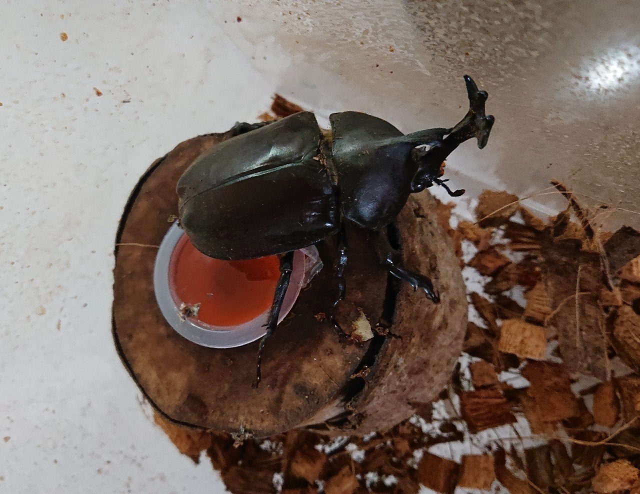 結婚 カブトムシ