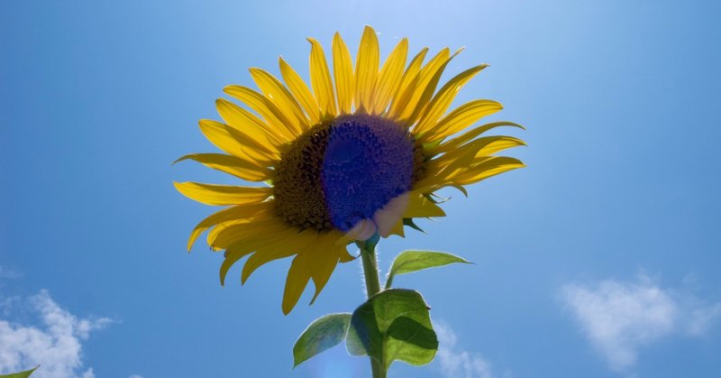 いつかひまわりのあたし達 aiko ひまわりになったら についての読解 解釈 考察と巨大な感情 前編 tamaki note