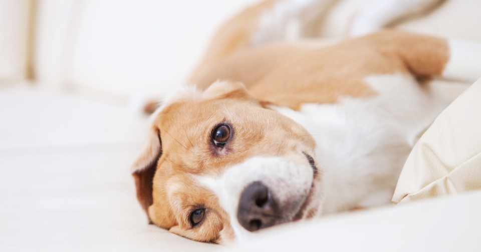犬が痒がる理由 かゆみの原因と対処法 完全版 Inuo Note