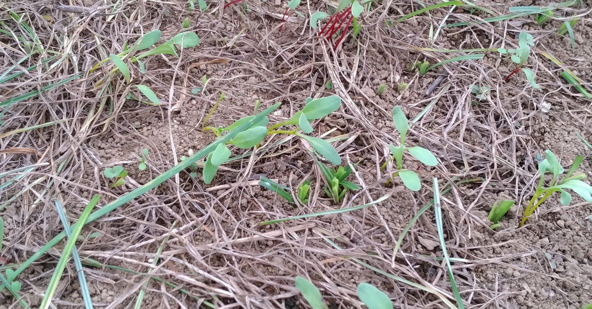 どれが野菜の芽かわからないなら Greenfielddeer Note どれが野菜の芽かわからないなら Greenfielddeer Note