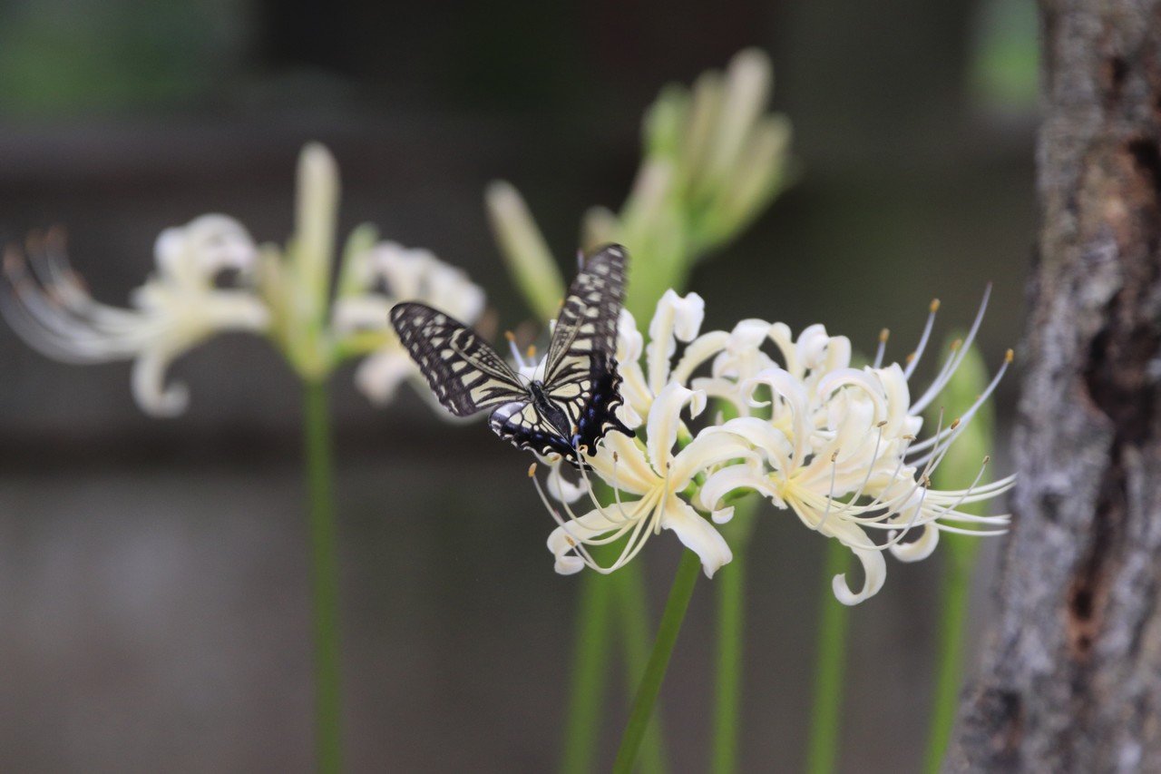 彼岸花曼珠沙華 Takehide28 Note 彼岸花曼珠沙華 Takehide28 Note