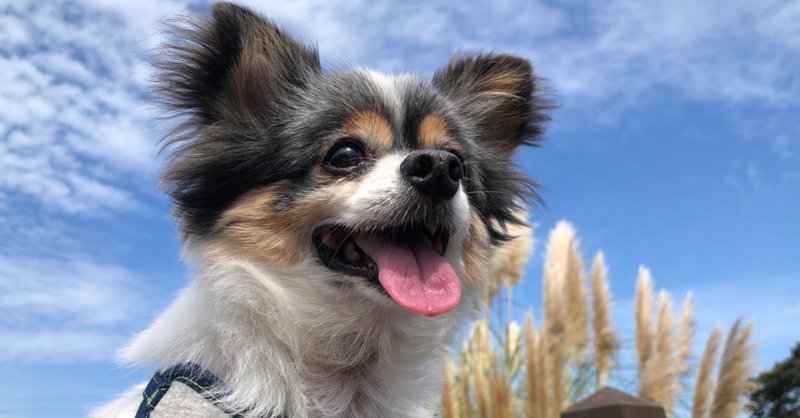 犬と一緒に伊豆長岡を堪能しました ワンコ旅おススメスポット クッキング父ちゃんの食べ歩きブログ Note
