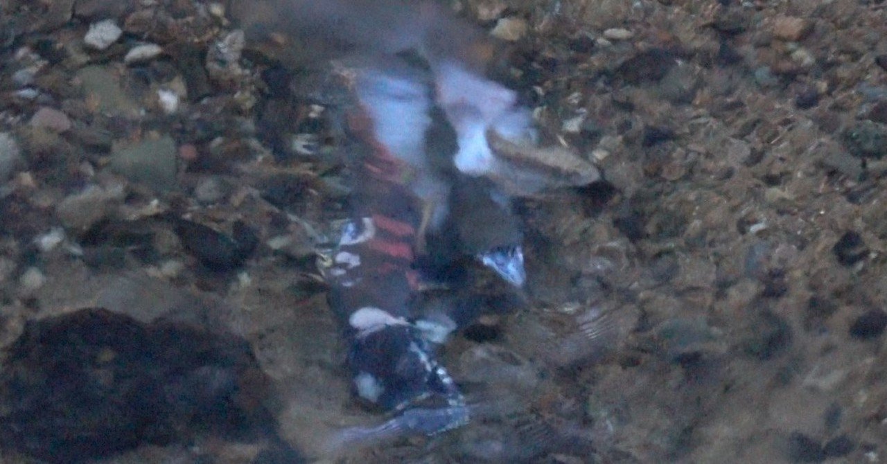 今年も始まりました 北海道魚類映画社 Note 今年も始まりました 北海道魚類映画社 Note