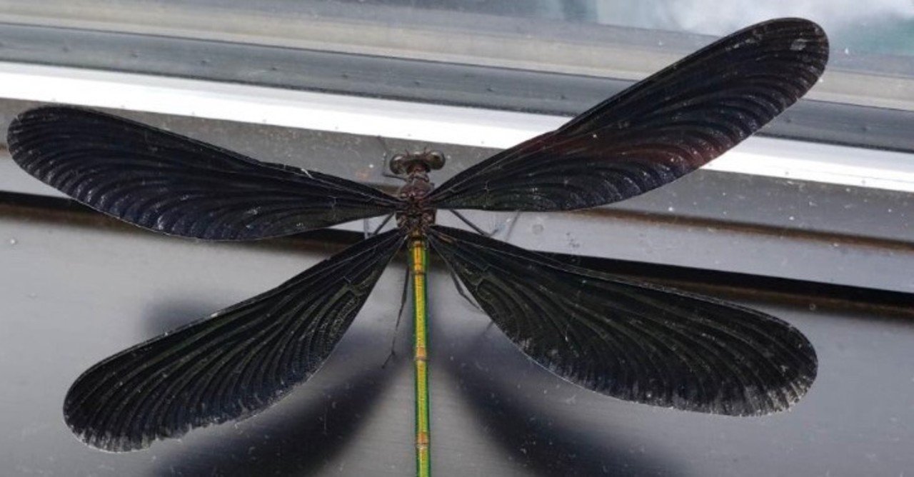 神様トンボが来た はつなぎ Note