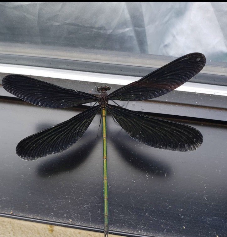 神様トンボが来た はつなぎ Note