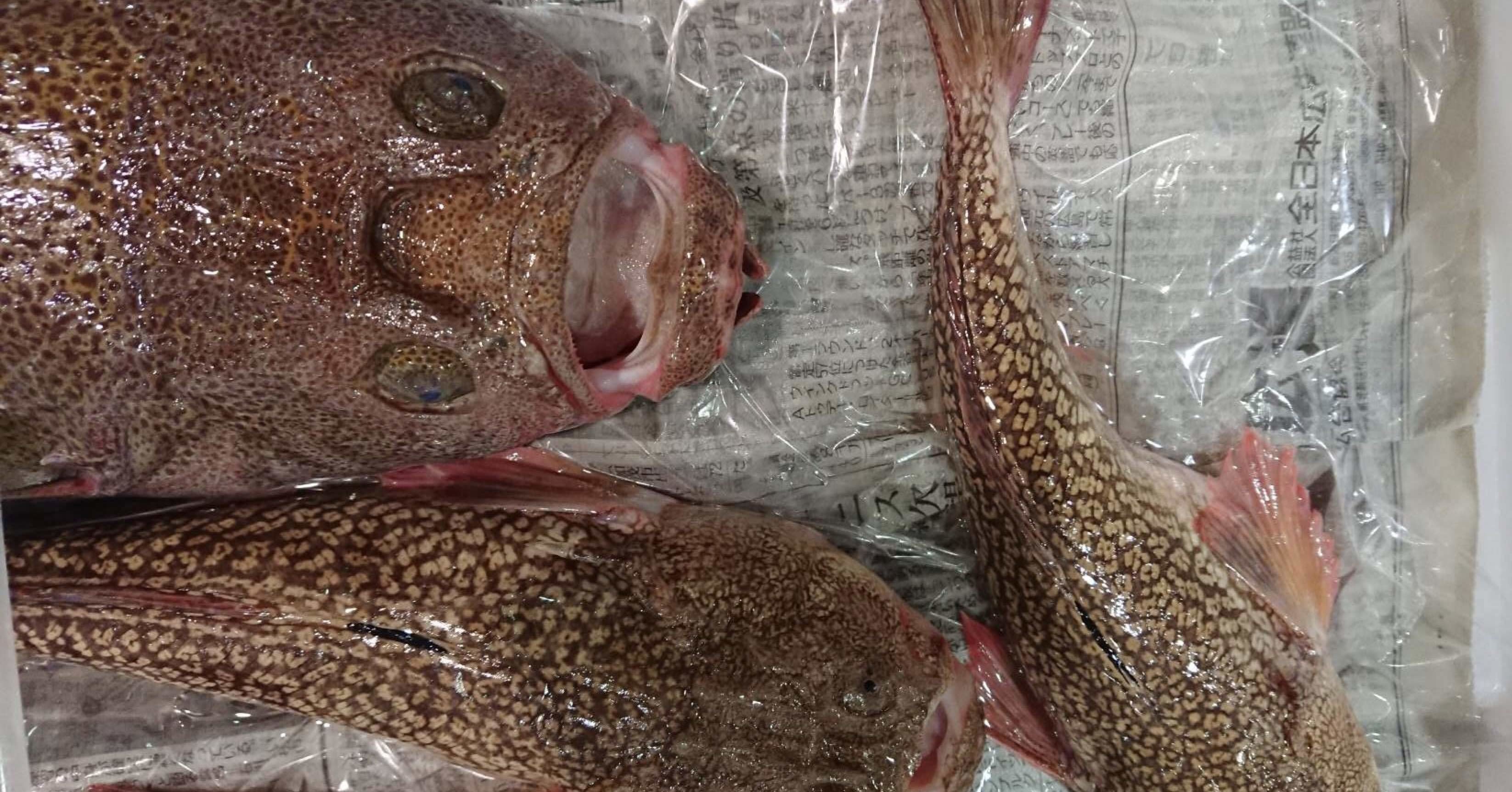 新潟 佐渡沖 ミシマオコゼ 三島虎魚 魚が来る 明日 新潟から 鮮魚通販 Note