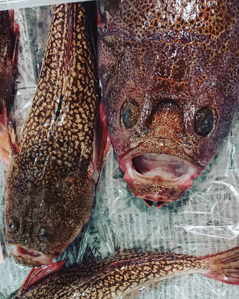 新潟 佐渡沖 ミシマオコゼ 三島虎魚 魚が来る 明日 新潟から 鮮魚通販 Note