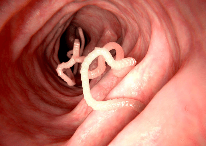 私がサーモンを食べれなくなった理由 こーへ Note