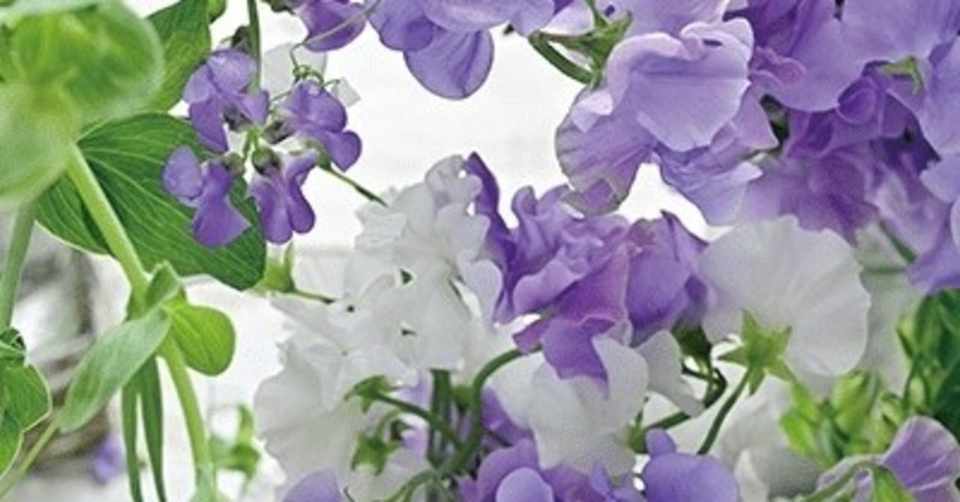 新婚ブルー 1 サキュレント Note