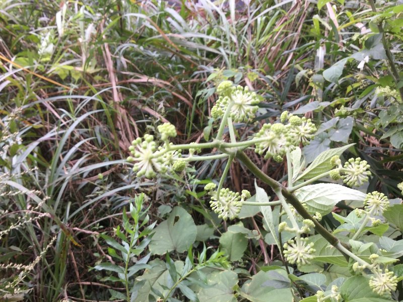 野草食日記 223 うどの実を見つけた なな艸 Note