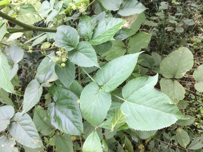 野草食日記 223 うどの実を見つけた なな艸 Note