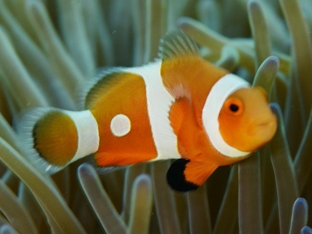 6年間観察を続けるクマノミ”JAPAN”｜石垣島みねっち