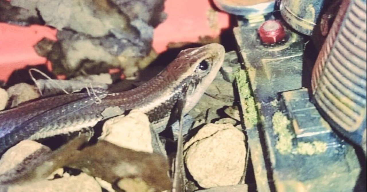 ニホントカゲを飼い始めたよ エサ編 22 4 27追記 Vanille Note