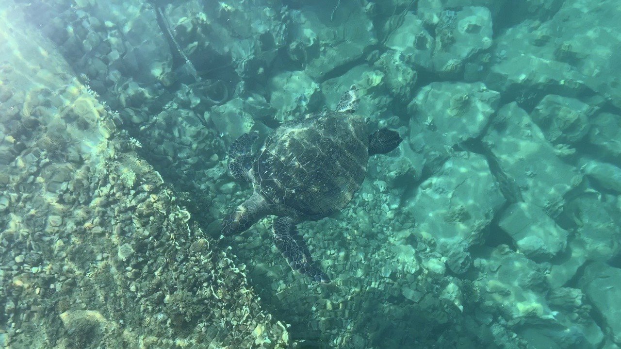 加計呂麻島に期間限定移住中 人気イラストレーターちゃずを追った映画 夫とちょっと離れて島暮らし 映画 夫とちょっと離れて島暮らし Note 加計呂麻島に期間限定移住中 人気イラストレーターちゃずを追った映画 夫とちょっと離れて島暮らし 映画 夫とちょっと離れて島暮らし Note