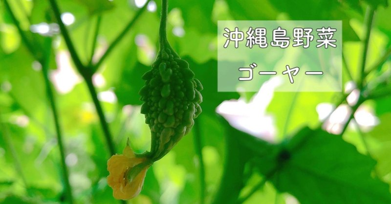 沖縄島野菜 ゴーヤー 沖縄料理研究家 宮澤かおる Note 沖縄島野菜 ゴーヤー 沖縄料理研究家 宮澤かおる Note