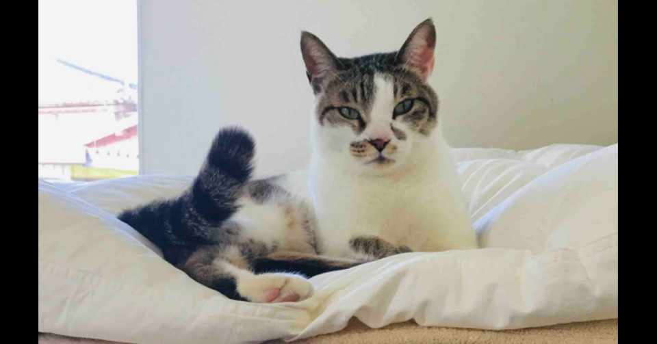 今こそ 計算マコちゃん を 見習おう なぜ猫 Note