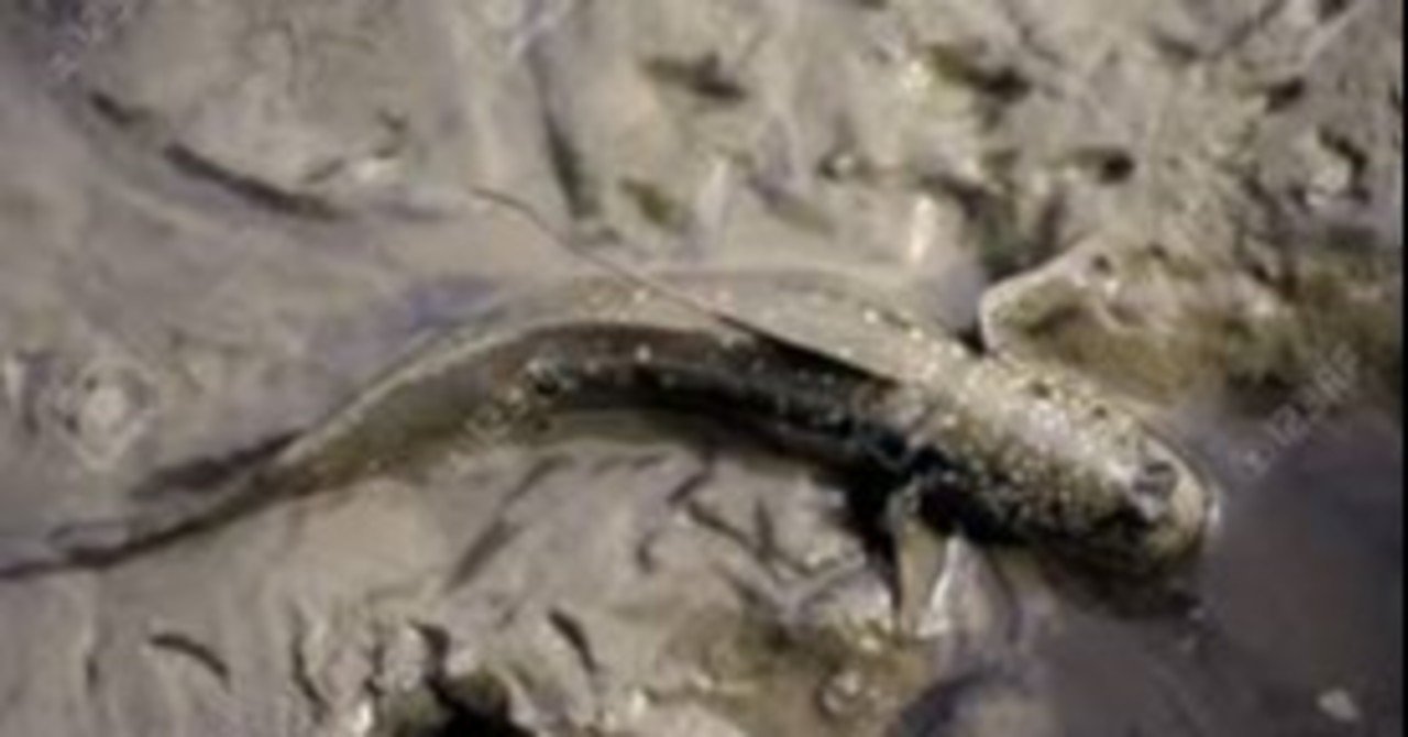 人間にも幾たびか泥魚の隠忍にならうべき時期がある ニンニンニンと三変化 さすけ Note 人間にも幾たびか泥魚の隠忍にならうべき時期がある ニンニンニンと三変化 さすけ Note