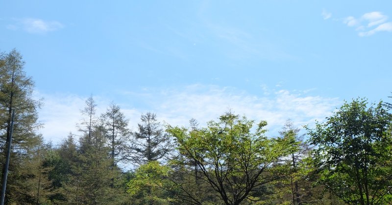 入笠山、やわらかな木々
