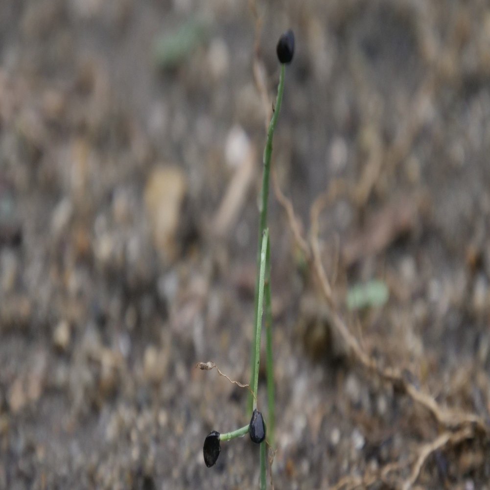 農業日記24 水やりと玉ねぎの芽とニンジンの芽 鬼 ナナトラ Note