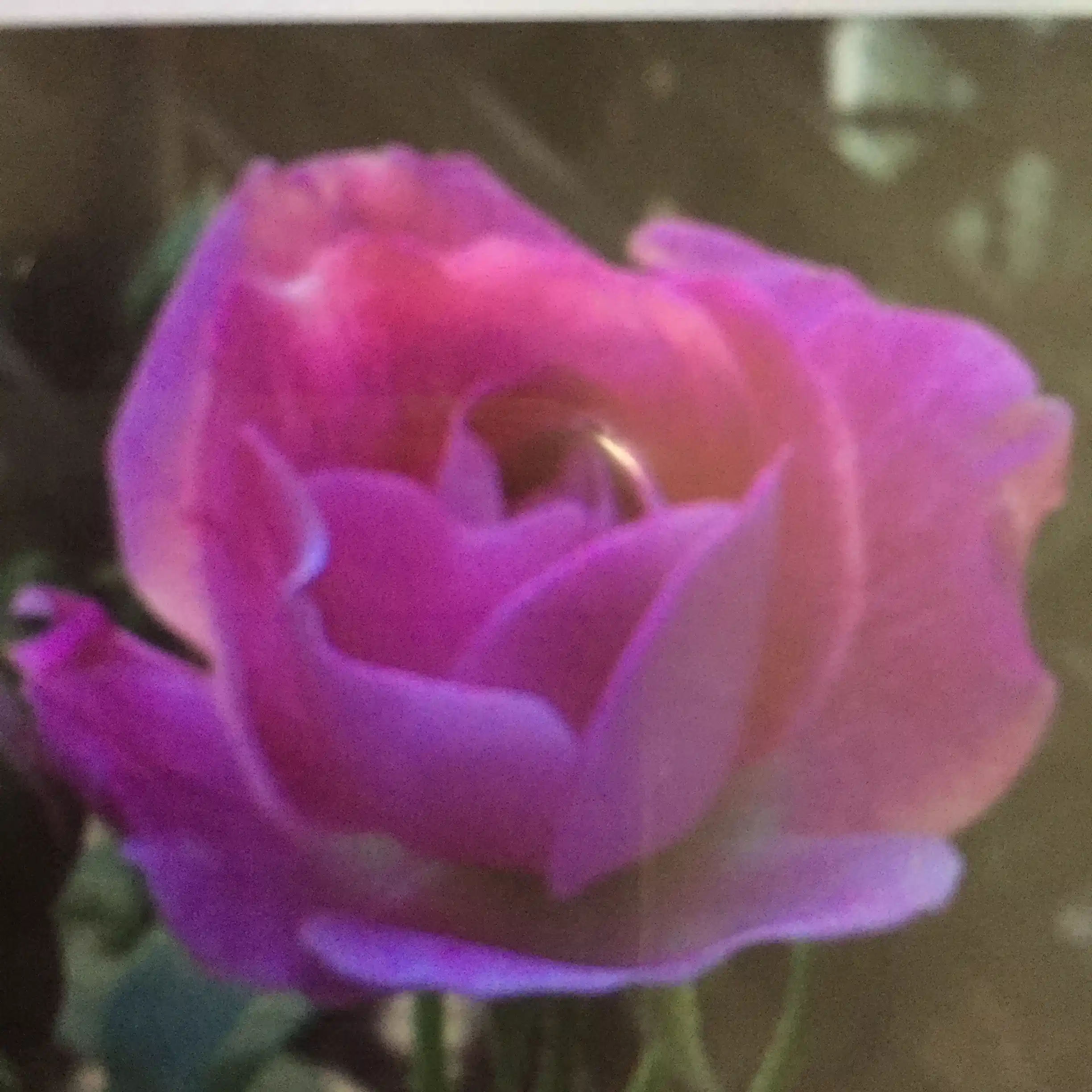 花珠