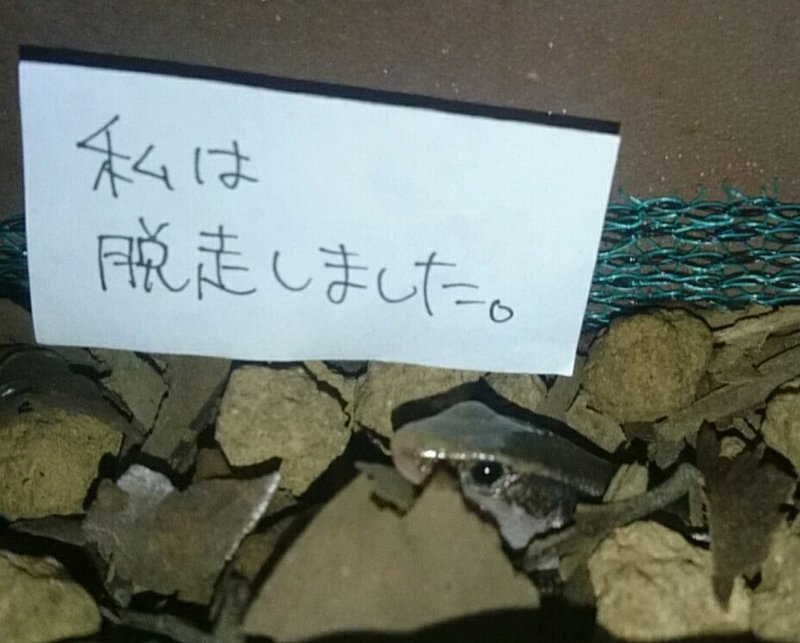 ニホントカゲを飼い始めたよ エサ編 Vanille Note ニホントカゲを飼い始めたよ エサ編 Vanille Note