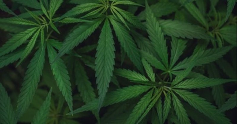 私なりの大麻論 そして依存症の恐ろしさ 竹内 絵夢 談話室m 女主人 Note 私なりの大麻論 そして依存症の恐ろしさ 竹内 絵夢 談話室m 女主人 Note