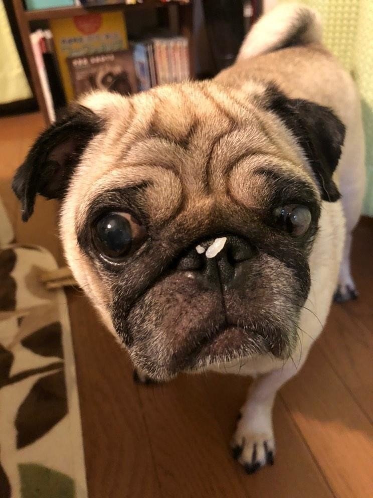 特大 P100号 古画 佐々木恭子 画 「濤」 岩手県三陸の海 ゴールドフレーム 当歳魚 鏡和金 三色和金 尾長鮒 錦鯉など | 金魚やぶろぐ by