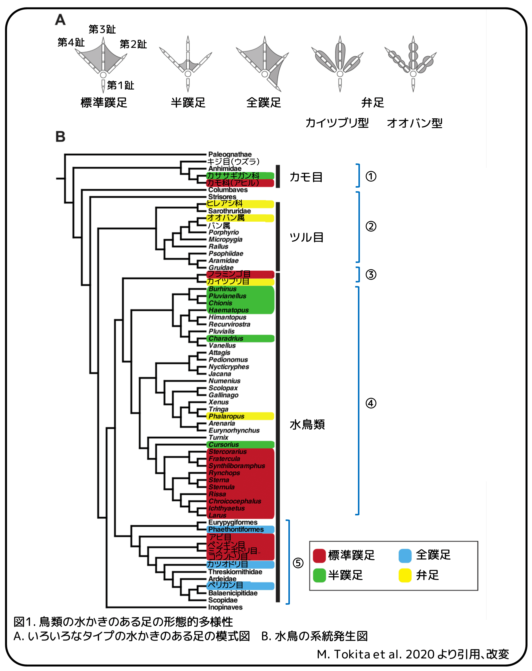 水鳥の多様な水かき 水かきの進化のひみつ 論文紹介 かわいせーざん 基礎研究っておもしろい 生物編 Note 水鳥の多様な水かき 水かきの進化のひみつ 論文紹介 かわいせーざん 基礎研究っておもしろい 生物編 Note