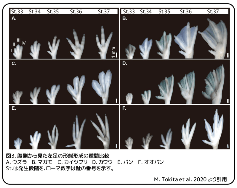 水鳥の多様な水かき 水かきの進化のひみつ 論文紹介 かわいせーざん 基礎研究っておもしろい 生物編 Note